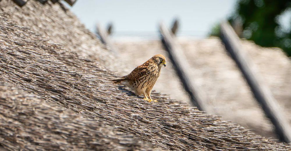 Bird Hunting - Free stock photo of haeka, matsalu