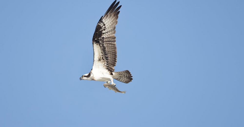 Fishing & Hunting Planning - A majestic osprey soaring in the sky, grasping a fish in its claws.