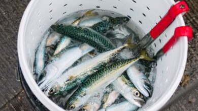 Ice Fishing Preparation - A bucket filled with fresh mackerel fish on a wet surface, showcasing seafood freshness.