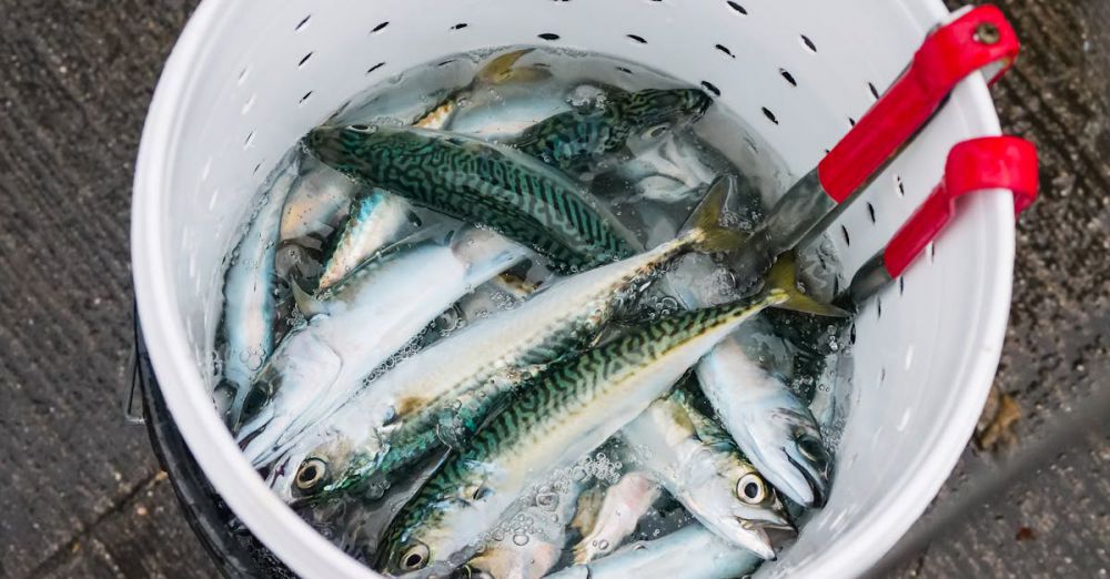 Ice Fishing Preparation - A bucket filled with fresh mackerel fish on a wet surface, showcasing seafood freshness.