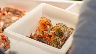 Salmon Fishing - Close-up of raw seafood in a plastic container at a market, showcasing freshness.