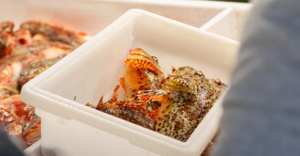 Salmon Fishing - Close-up of raw seafood in a plastic container at a market, showcasing freshness.