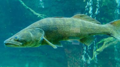 Walleye Fishing - Detailed close-up image of a walleye swimming underwater in an aquarium.