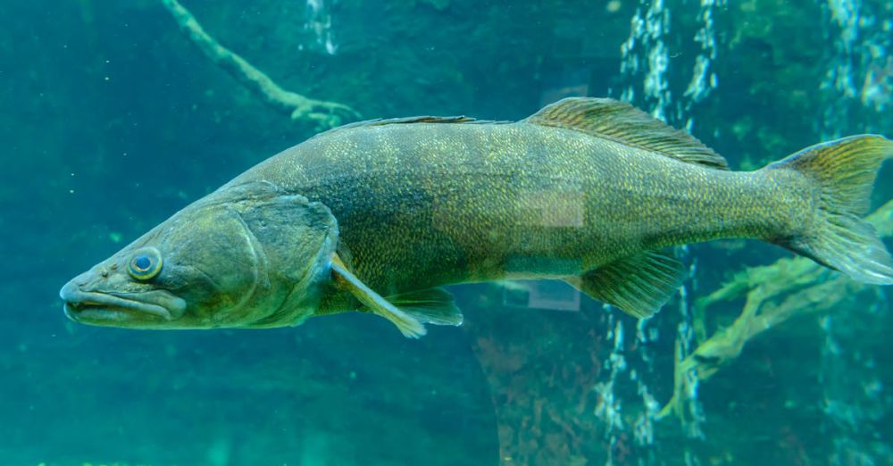 Walleye Fishing - Detailed close-up image of a walleye swimming underwater in an aquarium.