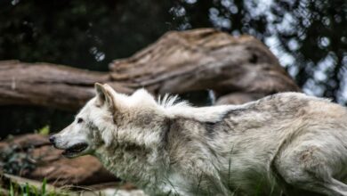 Wolf Hunting - Dynamic shot of a gray wolf running through the wilderness showcasing its natural beauty.