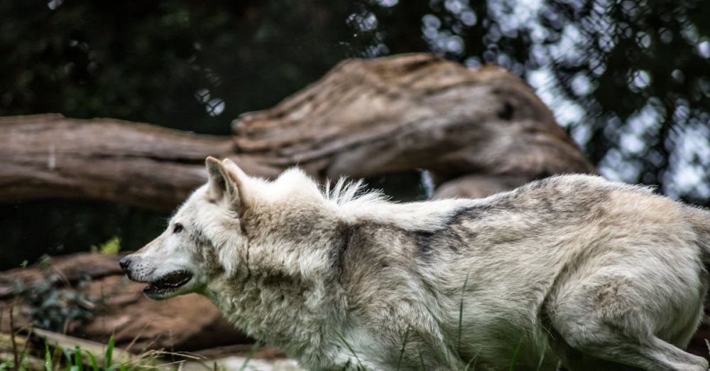 Wolf Hunting - Dynamic shot of a gray wolf running through the wilderness showcasing its natural beauty.