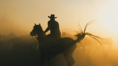 Wildlife Horseback Riding - A cowboy riding a horse through a dusty sunrise, creating a dramatic silhouette.