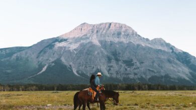 Mountain Horseback Riding - A person rides a horse through a meadow with stunning mountain views in Waterton Park.