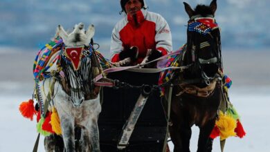 Horseback Riding Trip Planning - A person riding a sleigh pulled by two horses on a snow-covered field in winter. Colorful decorations add vibrancy.