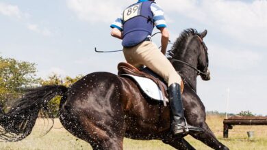 Multi-Day Horseback Riding - A skilled equestrian rider on a horse jumping over a water obstacle during a competition, showcasing speed and agility.