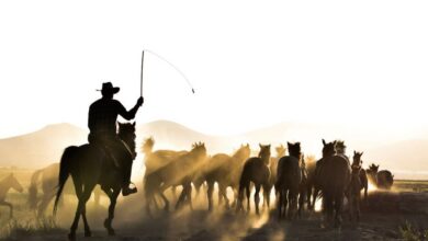 Horseback Riding Photography - A cowboy herding a group of horses at sunrise in Hürmetci, Kayseri, Türkiye.