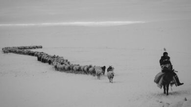 Winter Horseback Riding - A shepherd rides a donkey, guiding a herd of sheep and goats across a snowy winter landscape.