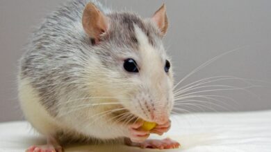 Mice - Adorable rat nibbling food, showcasing whiskers and fur detail.