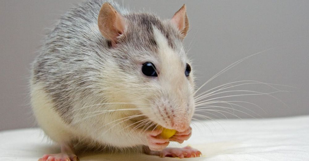 Mice - Adorable rat nibbling food, showcasing whiskers and fur detail.