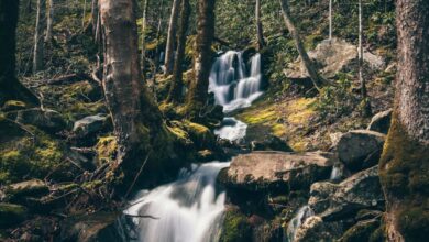 Wildlife Waterfalls - A peaceful waterfall cascading through a lush forest landscape in Townsend, Tennessee.