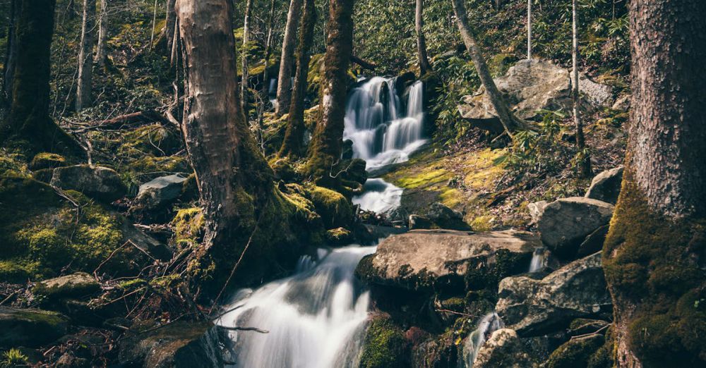 Wildlife Waterfalls - A peaceful waterfall cascading through a lush forest landscape in Townsend, Tennessee.