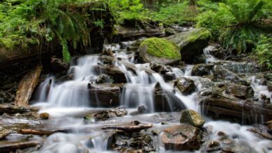 Spring Waterfalls - Peaceful waterfall cascading through lush forest, surrounded by mossy rocks and ferns.