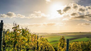 Vineyards - Scenic view of a sunlit vineyard under a bright sky in Lauffen am Neckar, Germany.