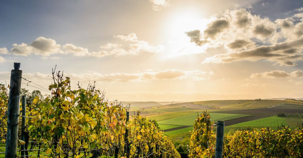 Vineyards - Scenic view of a sunlit vineyard under a bright sky in Lauffen am Neckar, Germany.