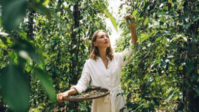 Organic Farmers Markets - A woman in a white dress harvesting peppercorns on a farm, surrounded by lush greenery.