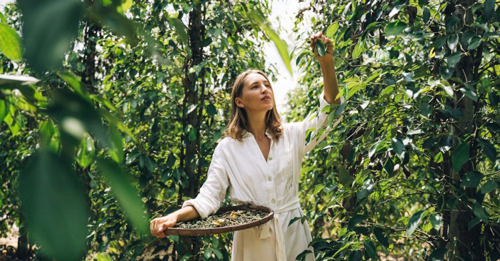 Organic Farmers Markets - A woman in a white dress harvesting peppercorns on a farm, surrounded by lush greenery.