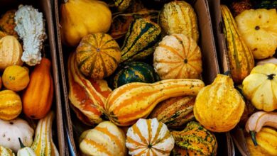 Gourmet Farmers Markets - Vibrant display of various gourds and squashes in boxes at a fall market.