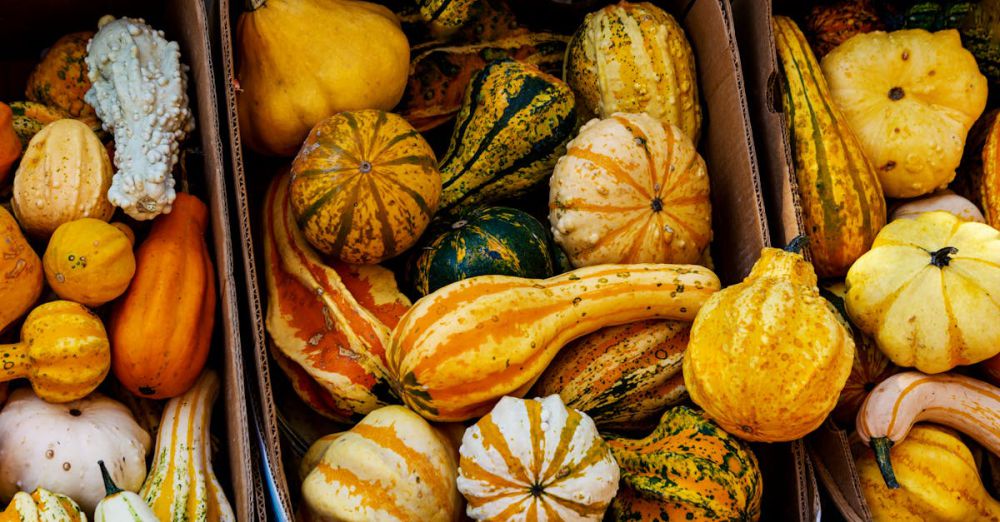 Gourmet Farmers Markets - Vibrant display of various gourds and squashes in boxes at a fall market.