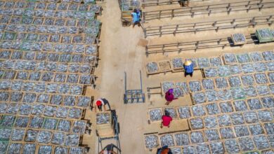 Farmers Market Preparation - Aerial shot of fish being sun-dried on racks with workers arranging them.