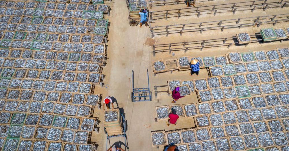 Farmers Market Preparation - Aerial shot of fish being sun-dried on racks with workers arranging them.