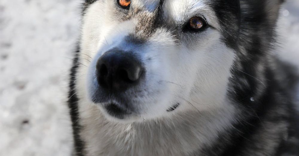 Quebec Winter Festivals - Adorable Siberian Husky wearing a green bow enjoying a snowy winter day, perfect for festive themes.