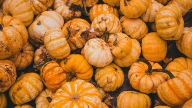 Local Food Festivals - A vibrant collection of orange pumpkins piled together outdoors, capturing the essence of fall harvest.