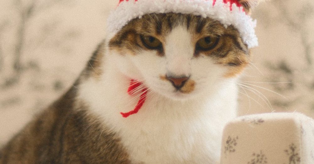 Pet-Friendly Winter Festivals - Santa Cataus