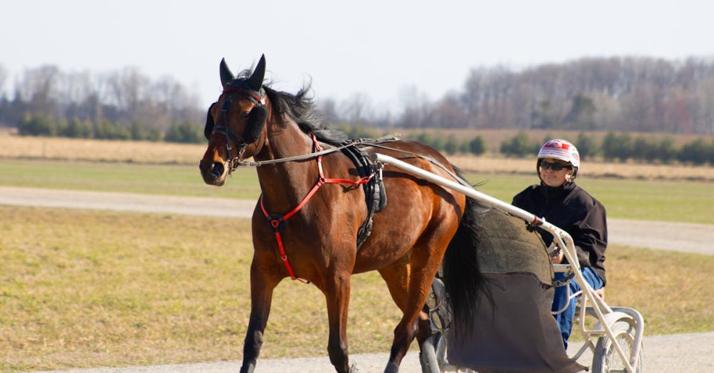 Ontario Scenic Train Rides - A woman driving a horse cart during a sunny day in Walkerton, Ontario, Canada.