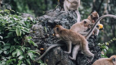 Group Rock Climbing - Capture of monkeys gathering on rocky terrain in a lush jungle setting, suggesting wildlife and natural habitat.