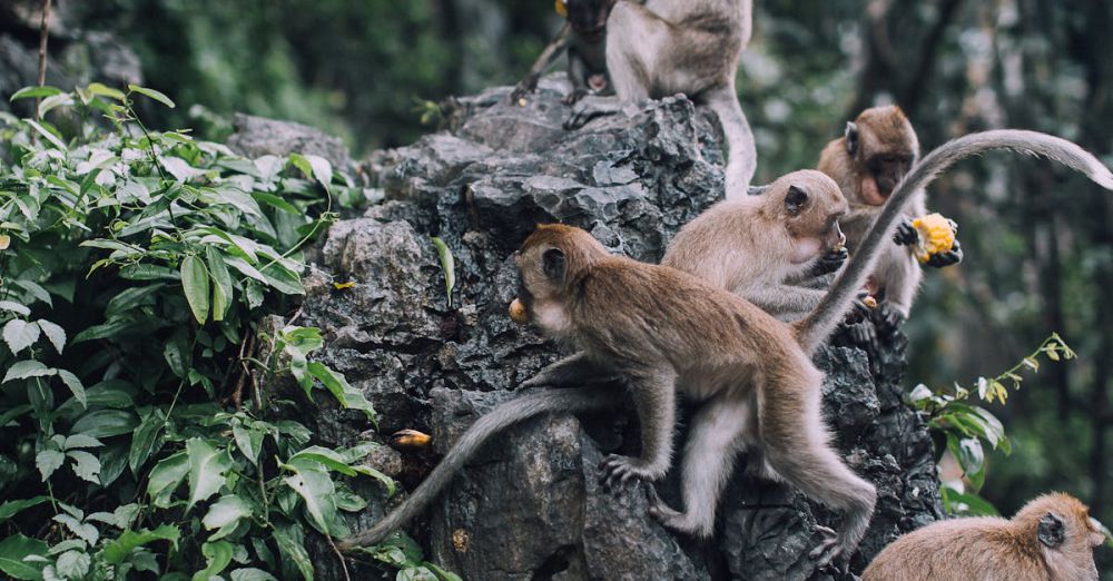 Group Rock Climbing - Capture of monkeys gathering on rocky terrain in a lush jungle setting, suggesting wildlife and natural habitat.