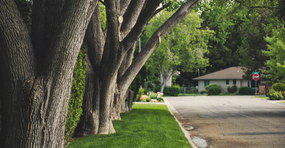 Photography Urban Gardens - A calm suburban street lined with lush trees and greenery, perfect for a peaceful walk.