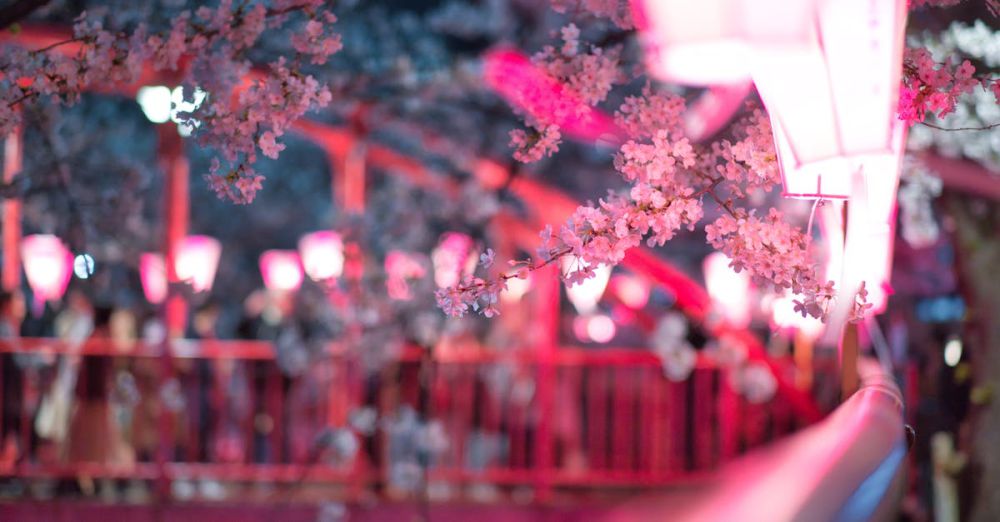 Seasonal Urban Gardens - Beautiful night view of cherry blossoms in Tokyo with pink lanterns, capturing the essence of spring.