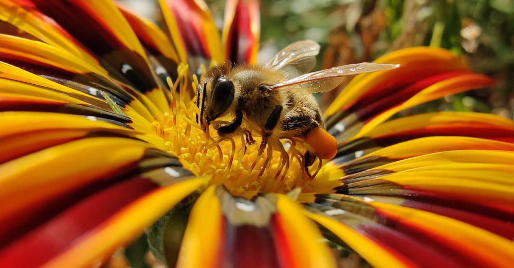 Pollinator Urban Gardens - Honeybee collecting pollen on a bright and colorful flower in the summer.