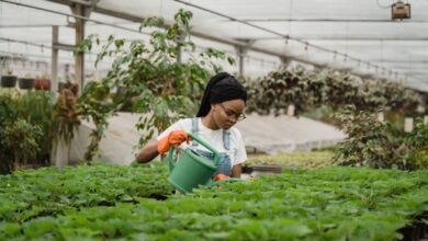 Herb Urban Gardens - A woman tending to lush plants in a bright greenhouse, showcasing horticultural care.