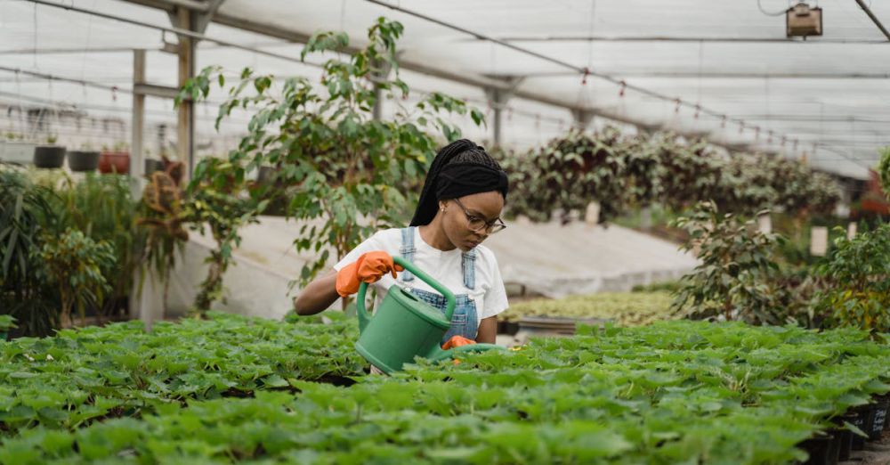 Herb Urban Gardens - A woman tending to lush plants in a bright greenhouse, showcasing horticultural care.