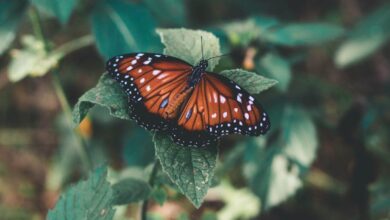 Pollinator Gardens - Close-up of a monarch butterfly perched on leaves, showcasing stunning orange and black wings.