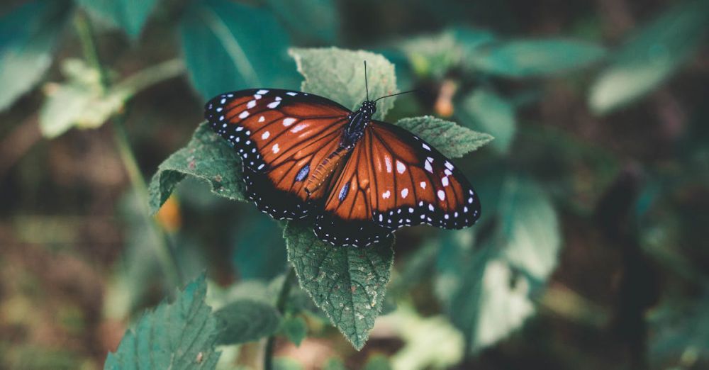 Pollinator Gardens - Close-up of a monarch butterfly perched on leaves, showcasing stunning orange and black wings.