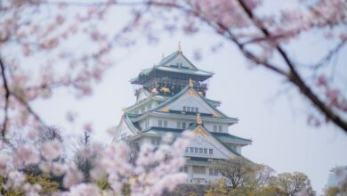 Seasonal Flower Urban Gardens - Beautiful view of Osaka Castle framed by cherry blossoms in spring.