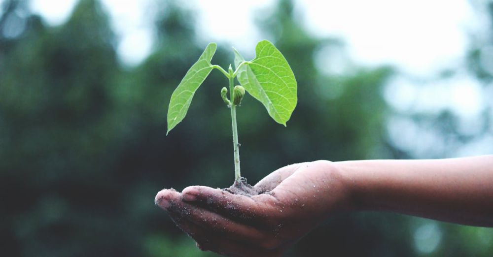 Sustainability - A young sapling held in hands symbolizes growth and sustainability.