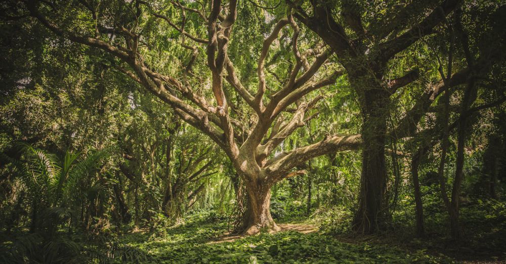 Forests - Captivating view of a sprawling ancient tree in a verdant forest setting, perfect for nature backgrounds.