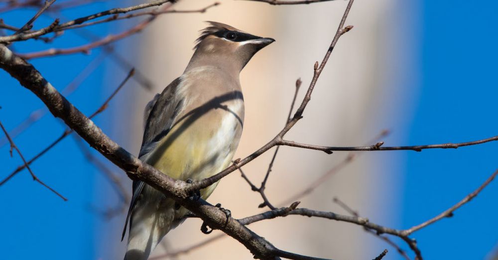 Bird Watching - Close-up of a Cedar Waxwing perched on a branch against a bright blue sky, showcasing its colorful plumage.