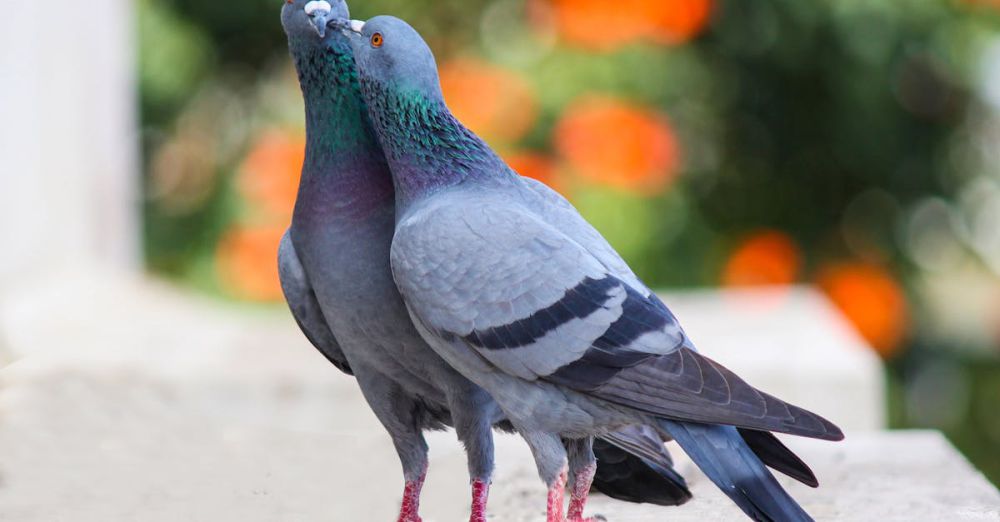 Birds - Close-up of two pigeons on a ledge with blurred greenery in Bengaluru, India.