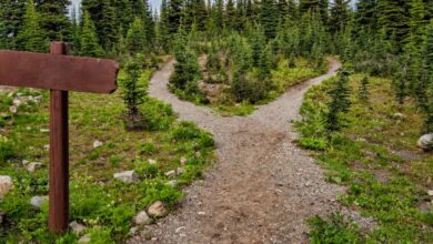 Trails - Explore a forked trail in Manning Park, BC amidst lush greenery and conifer trees. Perfect for nature walks.
