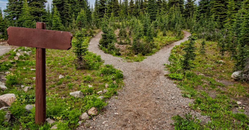 Trails - Explore a forked trail in Manning Park, BC amidst lush greenery and conifer trees. Perfect for nature walks.