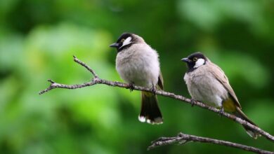 Birds - Two White-Eared Bulbuls perched on a branch against a lush green background.